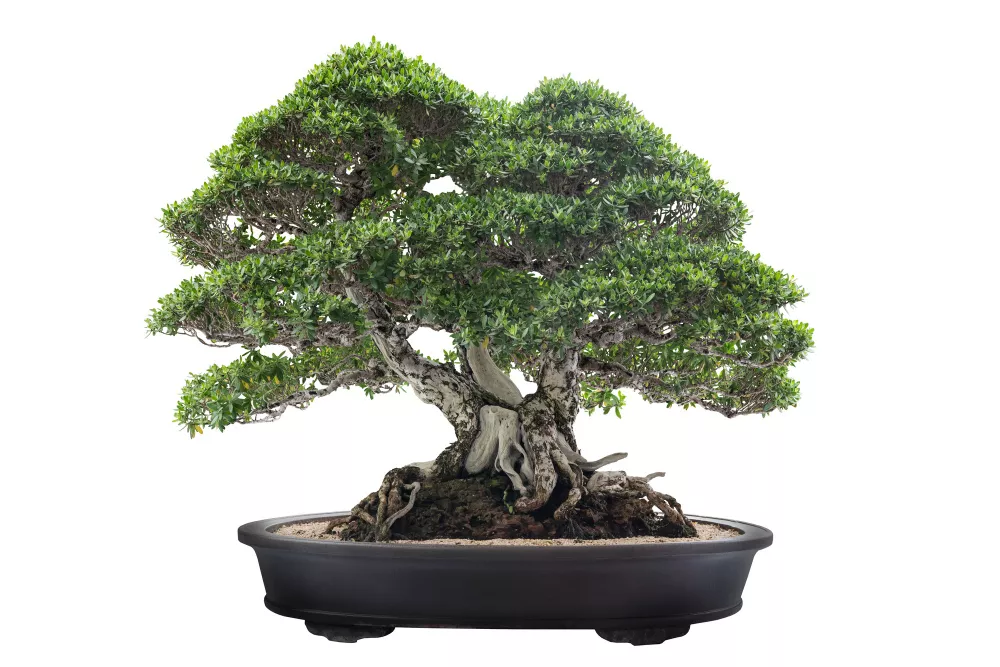 Bonsai - Pemfis