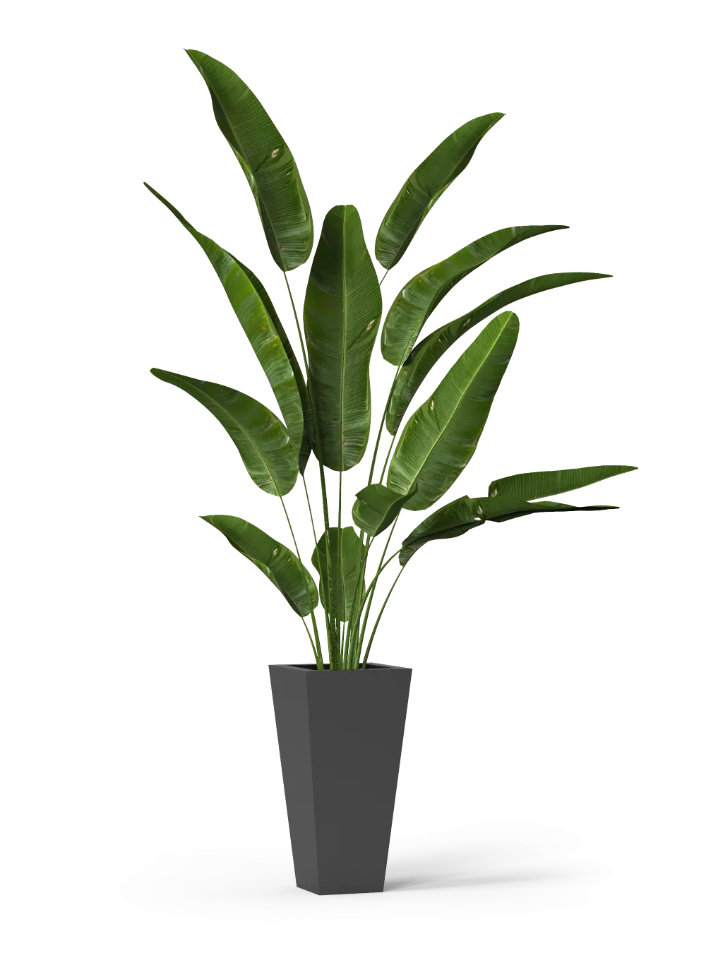 Fíkovník pryžodárný